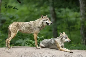 European gray wolf (Canis lupus)