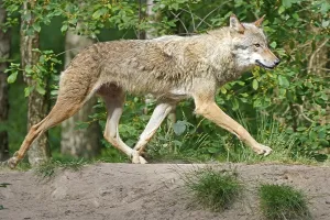 European gray wolf (Canis lupus)
