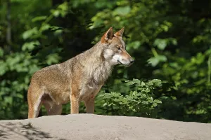 European gray wolf (Canis lupus)