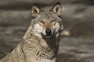 European gray wolf (canis lupus)
