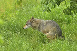 European gray wolf, Canis lupus