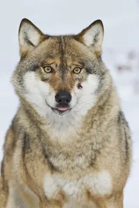 European gray wolf, (Canis lupus)