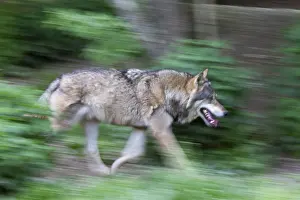 Framed Print : European gray wolf (Canis lupus)