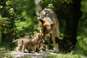 European gray wolf (Canis lupus) alpha wolf with pups