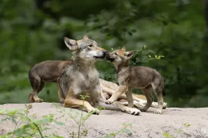 European gray wolf (Canis lupus) alpha wolf with pups