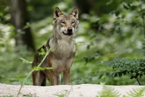 European gray wolf (Canis lupus) animal portrait