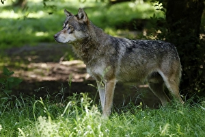 European gray wolf (Canis lupus) in the forest, France, Europe