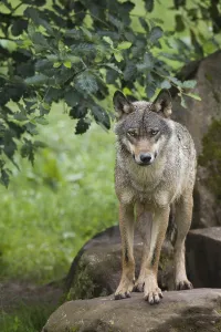 European gray wolf (Canis lupus lupus)