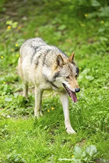 European gray wolf (Canis lupus lupus) on a meadow