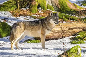 European gray wolf (Canis lupus lupus) standing in a forest in winter