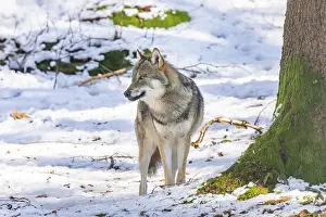 European gray wolf (Canis lupus lupus) standing in a forest in winter