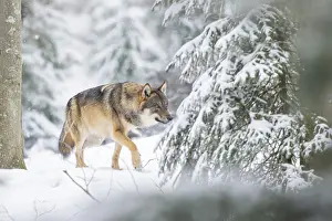 European gray wolf (Canis lupus lupus) walking in a forest in winter