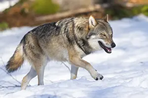 European gray wolf (Canis lupus lupus) walking in a forest in winter