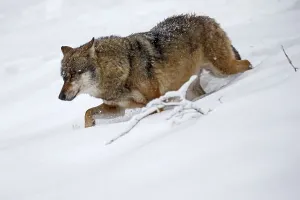 European Gray wolf (canis lupus) National Park