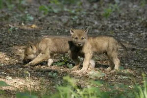 European gray wolf (Canis lupus) pups in a forest clearing