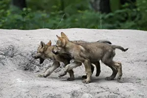 European gray wolf (Canis lupus) pups playing
