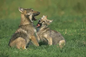 EUROPEAN gray wolf (canis lupus), WELPE PLAYING
