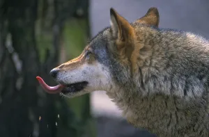 European gray wolf (Canis lupus), Wolf