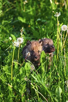 European Gray Wolf Cubs in a Grass in a Spring Day