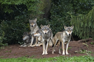 European gray wolves (Canis lupus lupus)