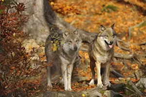 Two european gray wolves (Canis lupus lupus) in autumn forest