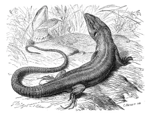 European green lizard (Lacerta viridis)