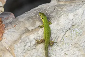 European green lizard (Lacerta viridis) female on a rock