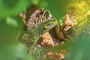 European Green Lizard (Lacerta Viridis) among Leaves Struilitsa
