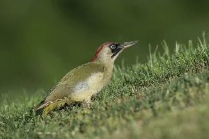 European green woodpecker (Picus viridis)