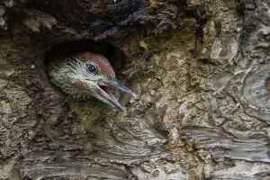 European Green Woodpecker (Picus viridis) juvenile peering out from nest hole