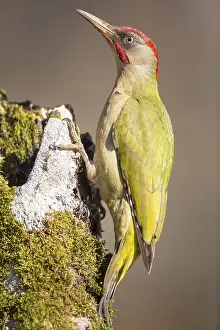 European Green Woodpecker (Picus viridis) male