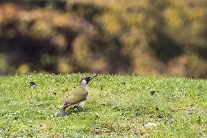 European green woodpecker (Picus viridis) in a meadow