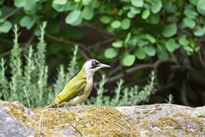 Framed Print : European green woodpecker (Picus viridis) standing on a rock