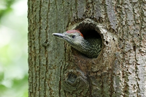 European green woodpecker (Picus viridis) young bird looking out of the breeding hole