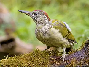 European green woodpecker (Picus viridis) Young bird on a tree trunk