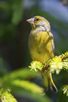 European greenfinch (Chloris chloris) sitting on a branch in spring