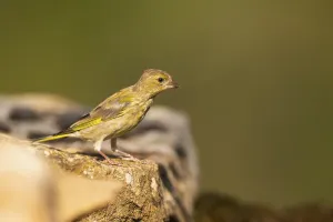 European greenfinch (Chloris chloris) sitting on a rock