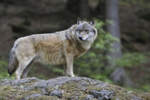 European Grey Wolf (Canis lupus) scanning woodland from rock