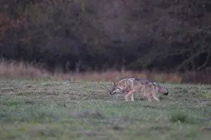 European grey wolf, Eurasian wolf (Canis lupus lupus) Wolf in forest clearing