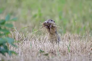 European ground squirrel in the Czech Republic