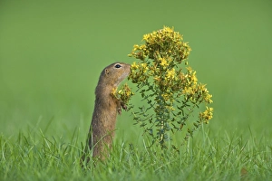 European Ground Squirrel (Spermophilus citellus)