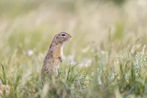 One European ground squirrel (Spermophilus citellus)