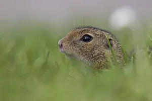 European Ground Squirrel (Spermophilus citellus)