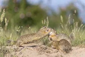 European ground squirrel (Spermophilus citellus) or European souslik sitting on sand and in tall grass feeding on seeds