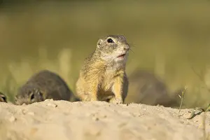 European ground squirrel (Spermophilus citellus) or European souslik sitting on sand and in tall grass feeding on seeds