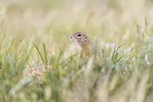 One European ground squirrel (Spermophilus citellus)