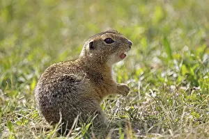 European ground squirrel (Spermophilus citellus)