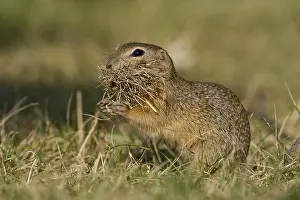 European Ground Squirrel (Spermophilus citellus)