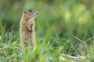 European ground squirrel (Spermophilus citellus)