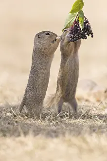 Two European ground squirrel (Spermophilus citellus)